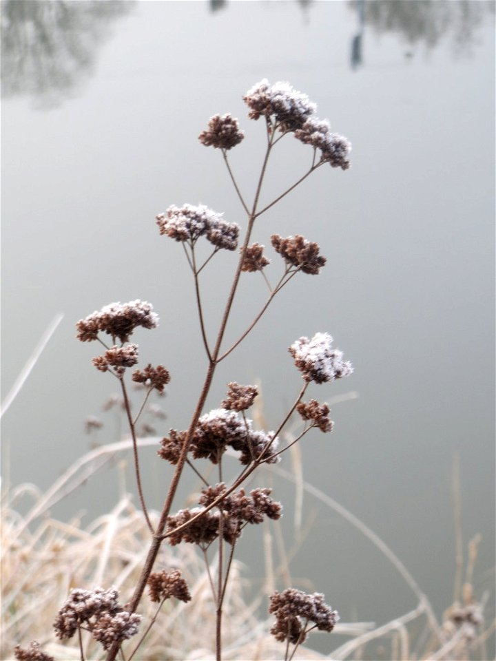 Oregano (Origanum vulgare) am Staden in Saarbrücken