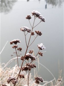 Oregano (Origanum vulgare) am Staden in Saarbrücken