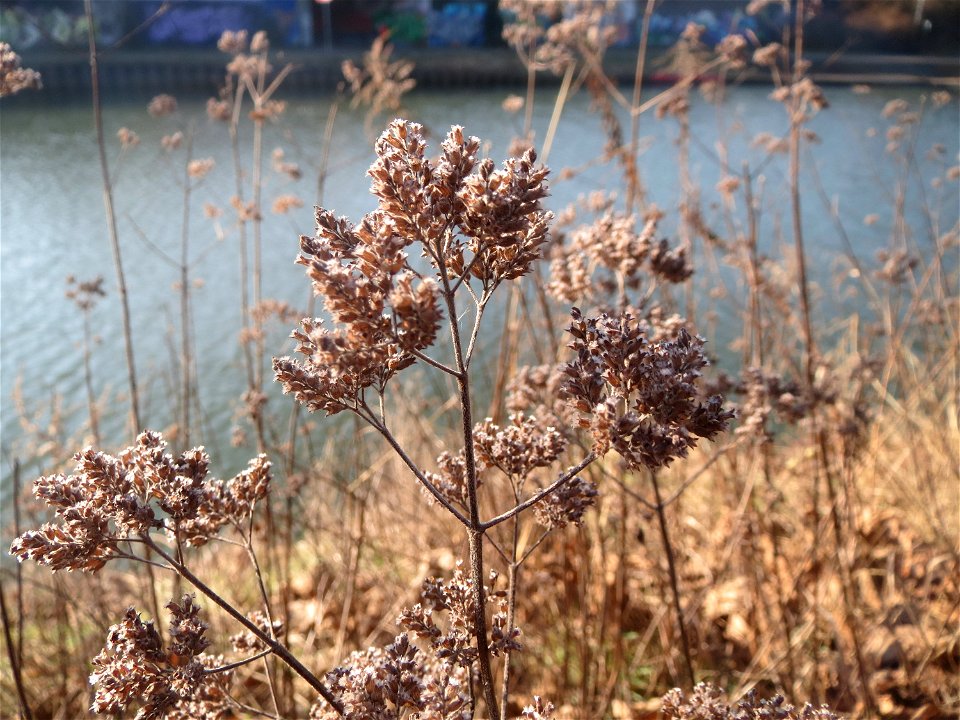 Oregano (Origanum vulgare) an der Saar in Saarbrücken