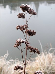 Oregano (Origanum vulgare) am Staden in Saarbrücken