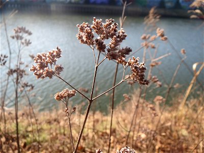 Mumienbotanik: Oregano (Origanum vulgare) an der Saar in Saarbrücken