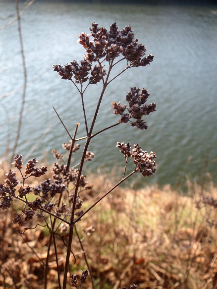 Mumienbotanik: Oregano (Origanum vulgare) an der Saar in Saarbrücken