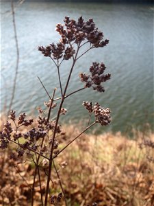 Mumienbotanik: Oregano (Origanum vulgare) an der Saar in Saarbrücken
