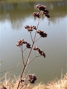 Oregano (Origanum vulgare) an der Saar in Saarbrücken