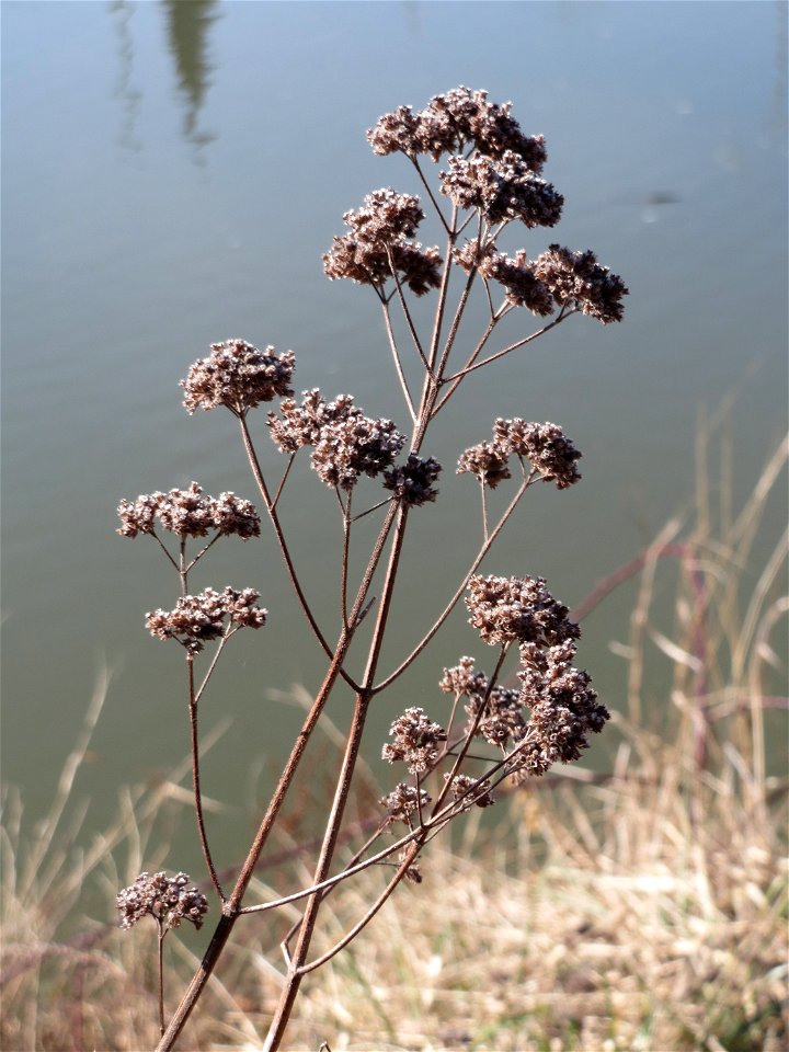 Oregano (Origanum vulgare) an der Saar in Saarbrücken