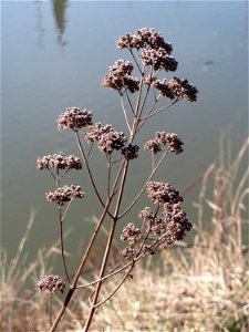 Oregano (Origanum vulgare) an der Saar in Saarbrücken
