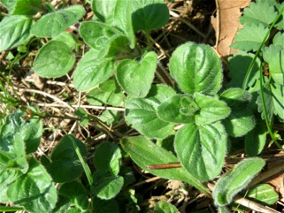 Oregano (Origanum vulgare) an der Saar in Saarbrücken