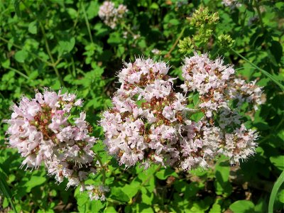 Oregano (Origanum vulgare) am Osthafen in Saarbrücken