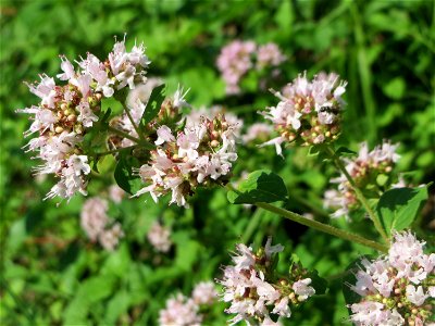 Oregano (Origanum vulgare) am Osthafen in Saarbrücken