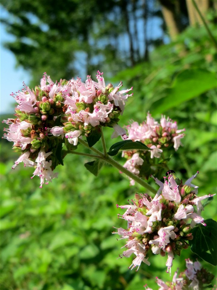 Oregano (Origanum vulgare) am Osthafen in Saarbrücken