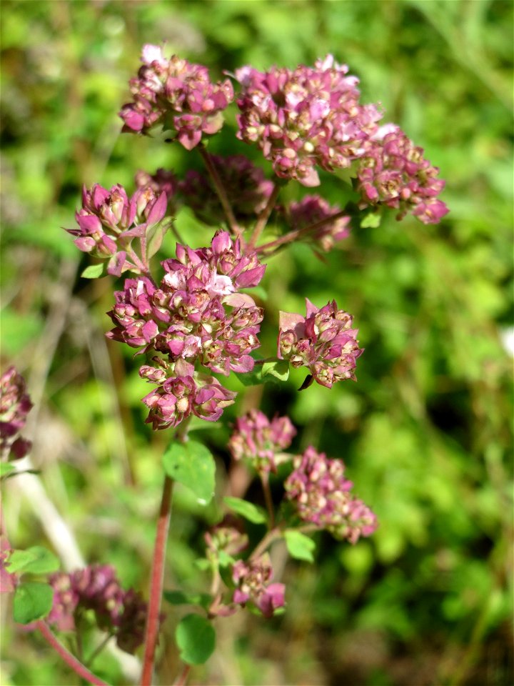 Oregano (Origanum vulgare) in den Horststückern im Landschaftsschutzgebiet „Hockenheimer Rheinbogen“