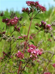 Oregano (Origanum vulgare) in den Horststückern im Landschaftsschutzgebiet „Hockenheimer Rheinbogen“
