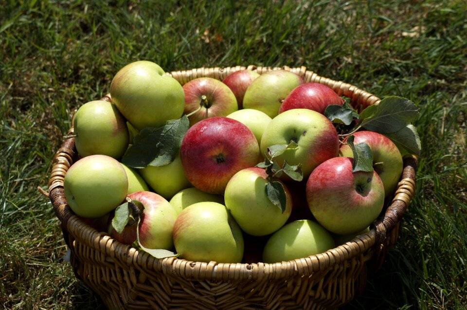 Fruit harvest nature
