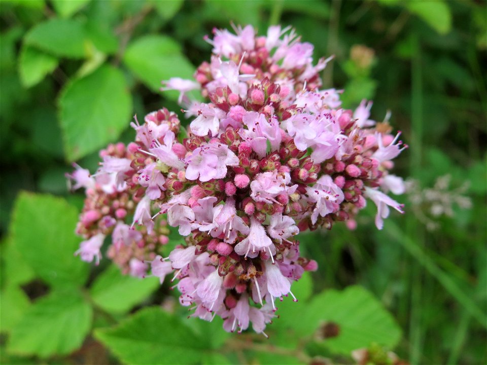 Oregano (Origanum vulgare) im Naturschutzgebiet „Steinbachtal / Netzbachtal“