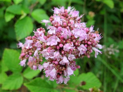 Oregano (Origanum vulgare) im Naturschutzgebiet „Steinbachtal / Netzbachtal“