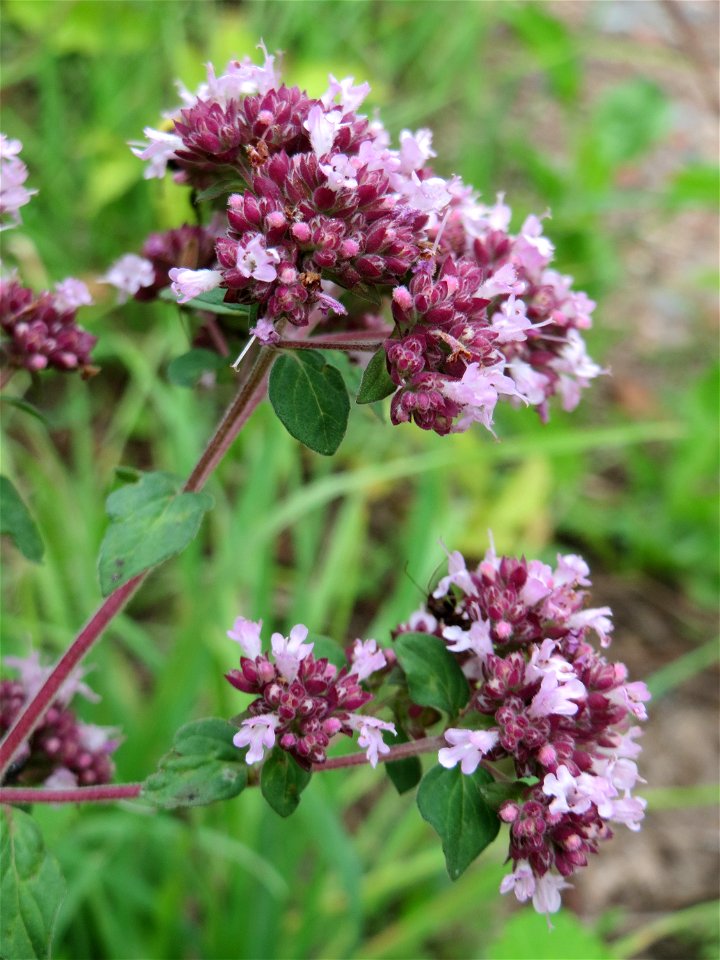 Oregano (Origanum vulgare) im Naturschutzgebiet „Steinbachtal / Netzbachtal“