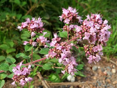 Oregano (Origanum vulgare) im Naturschutzgebiet „Steinbachtal / Netzbachtal“