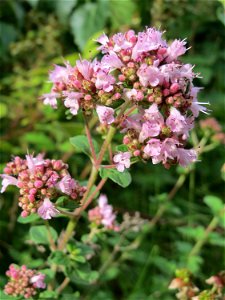 Oregano (Origanum vulgare) im Naturschutzgebiet „Steinbachtal / Netzbachtal“