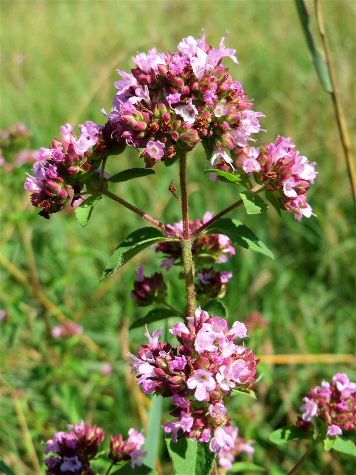 Oregano (Origanum vulgare) im Naturschutzgebiet „St. Arnualer Wiesen“