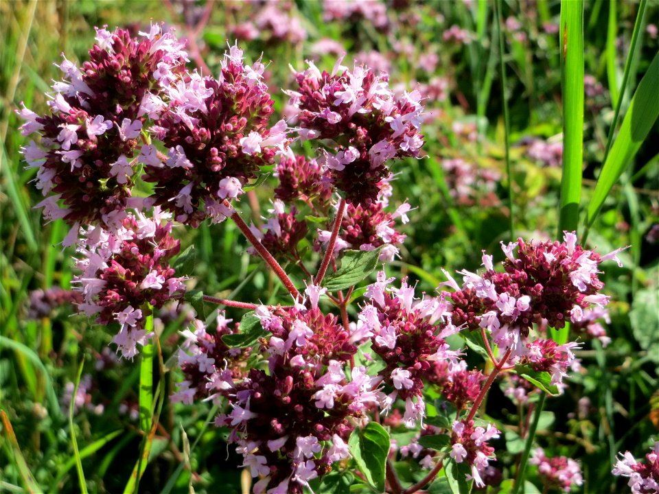 Oregano (Origanum vulgare) im Naturschutzgebiet „St. Arnualer Wiesen“