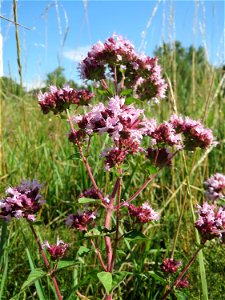 Oregano (Origanum vulgare) im Naturschutzgebiet „St. Arnualer Wiesen“