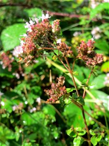 Oregano (Origanum vulgare) an der Saar in Saarbrücken