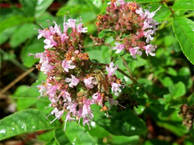 Oregano (Origanum vulgare) an der Saar in Saarbrücken