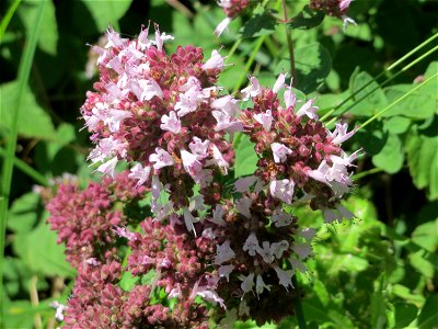 Oregano (Origanum vulgare) an der Saaraue Güdingen