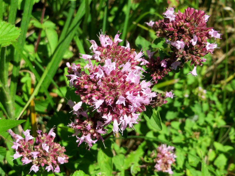 Oregano (Origanum vulgare) an der Saaraue Güdingen
