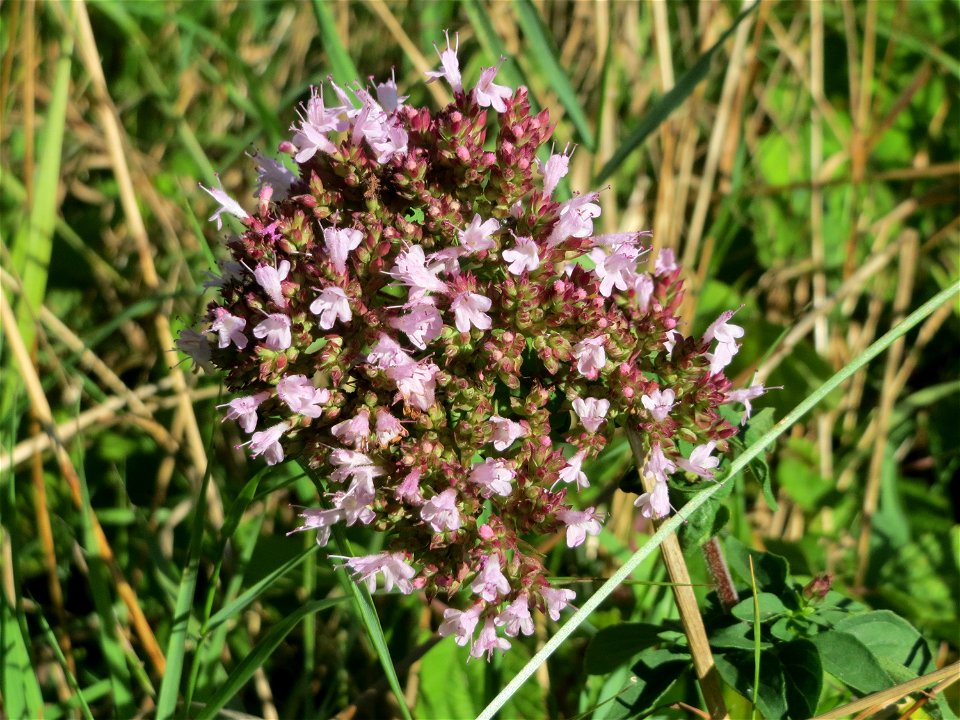 Oregano (Origanum vulgare) an der Saar bei Grosbliederstroff
Français :  Origan commun