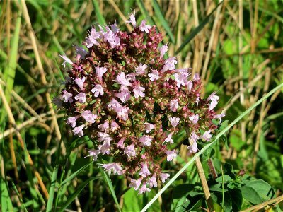 Oregano (Origanum vulgare) an der Saar bei Grosbliederstroff
Français :  Origan commun