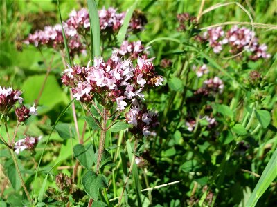 Oregano (Origanum vulgare) an der Saar bei Grosbliederstroff
Français :  Origan commun