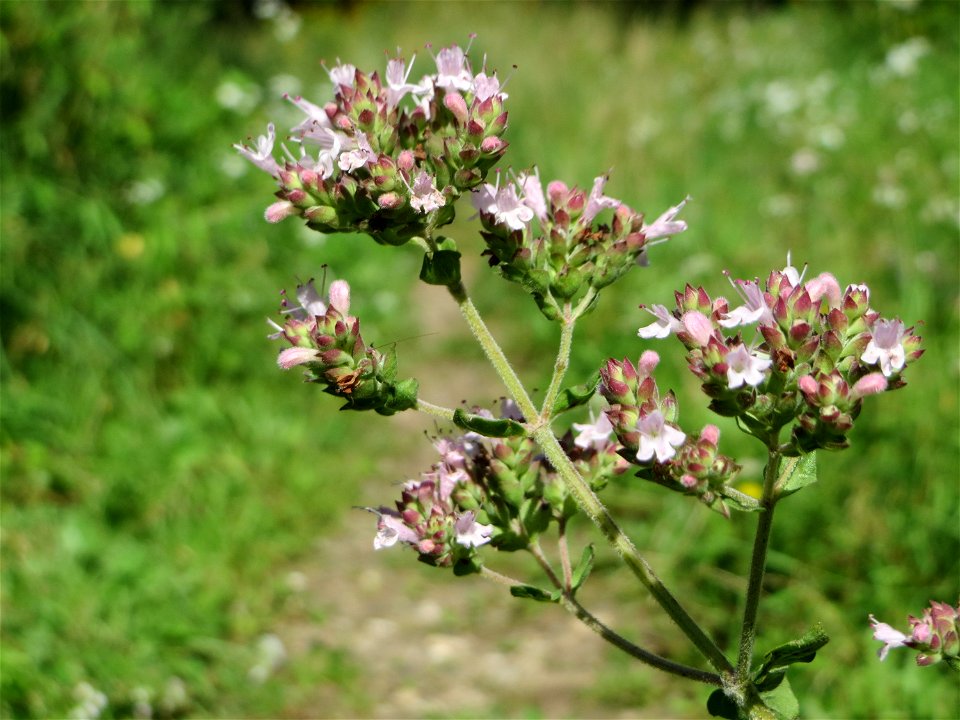 Oregano (Origanum vulgare) in den Sankt Arnual Wiesen gegenüber vom Osthafen Saarbrücken (Außerhalb vom NSG)