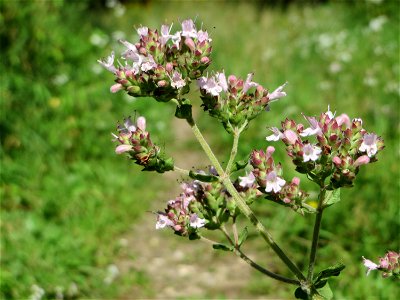 Oregano (Origanum vulgare) in den Sankt Arnual Wiesen gegenüber vom Osthafen Saarbrücken (Außerhalb vom NSG)