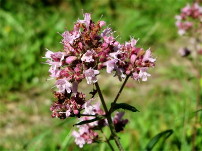Oregano (Origanum vulgare) in den Sankt Arnual Wiesen gegenüber vom Osthafen Saarbrücken (Außerhalb vom NSG)