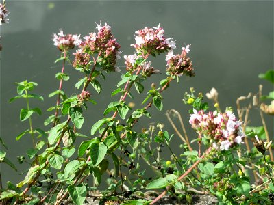 Oregano (Origanum vulgare) an der Saar am Bürgerpark in Saarbrücken