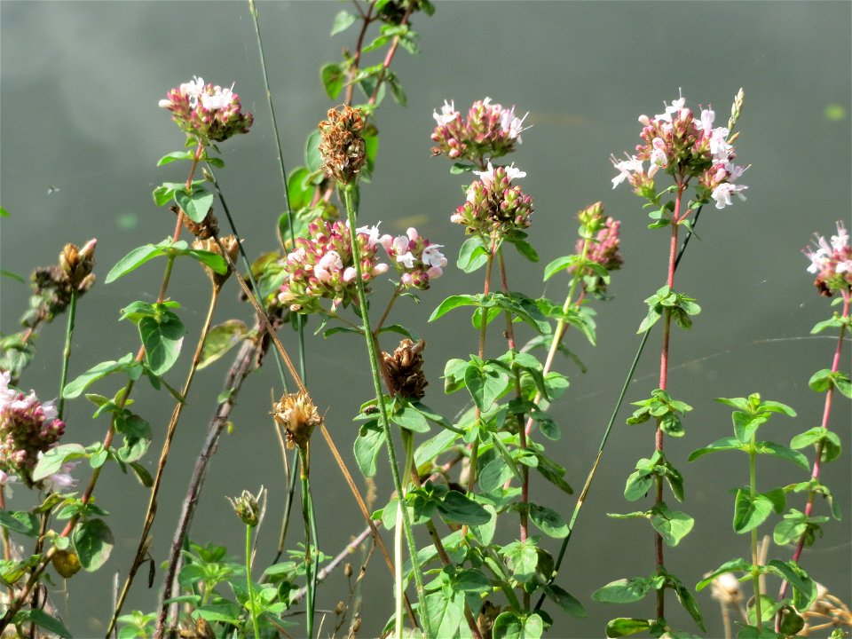 Oregano (Origanum vulgare) an der Saar am Bürgerpark in Saarbrücken