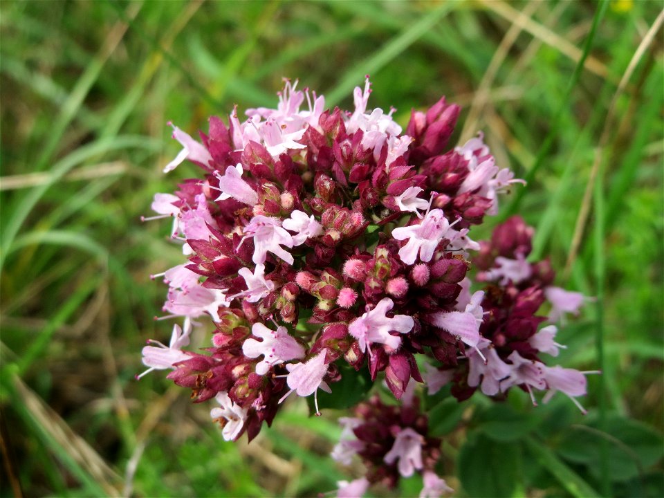 Oregano (Origanum vulgare) auf einem besonderen Biotop bei Nußloch (bez. bei LUBW "Magerrasen und Gehölze sö. Nußloch - Links am Baiertalerweg", kein Naturschutzgebiet)