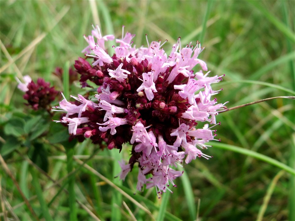 Oregano (Origanum vulgare) auf einem besonderen Biotop bei Nußloch (bez. bei LUBW "Magerrasen und Gehölze sö. Nußloch - Links am Baiertalerweg", kein Naturschutzgebiet)