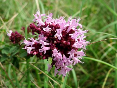 Oregano (Origanum vulgare) auf einem besonderen Biotop bei Nußloch (bez. bei LUBW "Magerrasen und Gehölze sö. Nußloch - Links am Baiertalerweg", kein Naturschutzgebiet) photo