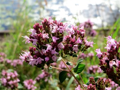 Oregano (Origanum vulgare) an der Saar in Saarbrücken