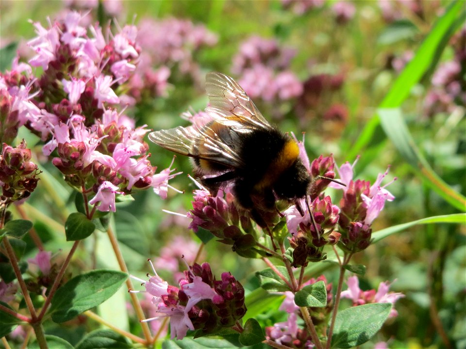 Oregano (Origanum vulgare) an der Saar in Saarbrücken