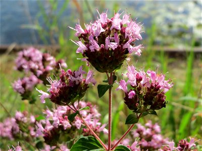 Oregano (Origanum vulgare) an der Saar in Saarbrücken