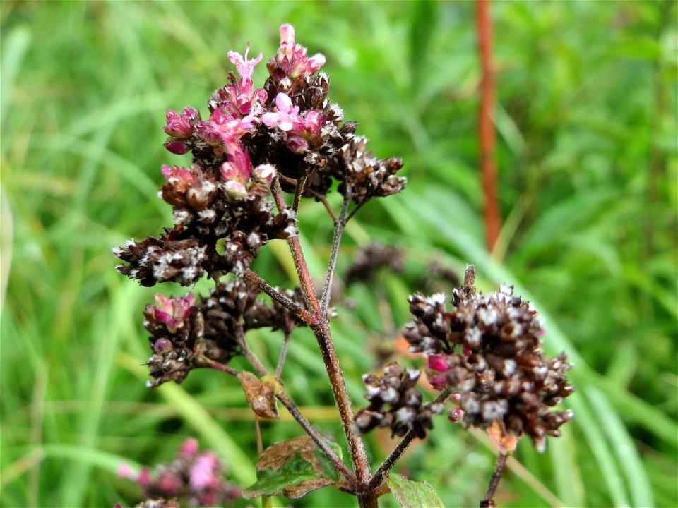 Oregano (Origanum vulgare) in der Schwetzinger Hardt
