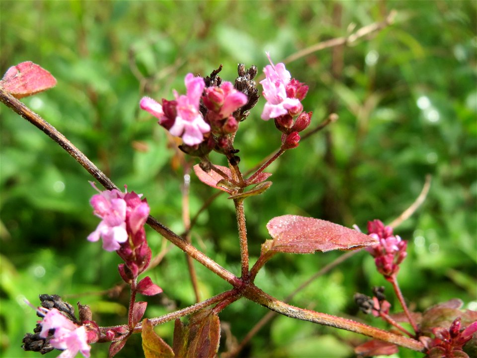 Oregano (Origanum vulgare) in der Schwetzinger Hardt