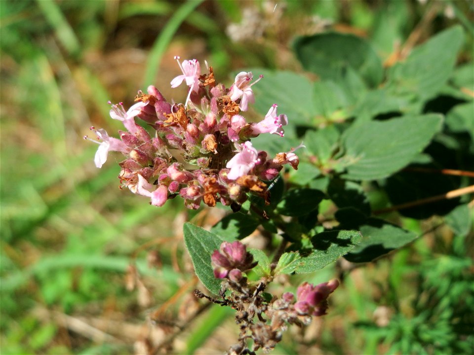 Oregano (Origanum vulgare) in der Schwetzinger Hardt