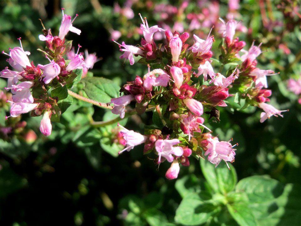 Oregano (Origanum vulgare) in der Schwetzinger Hardt
