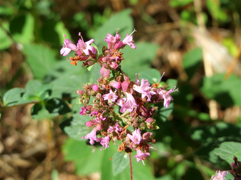 Oregano (Origanum vulgare) in der Schwetzinger Hardt
