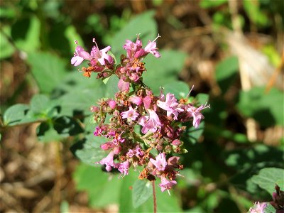 Oregano (Origanum vulgare) in der Schwetzinger Hardt