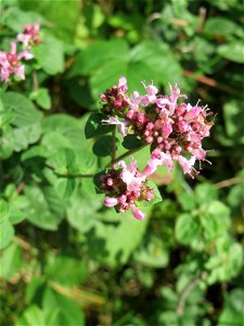 Oregano (Origanum vulgare) in der Schwetzinger Hardt